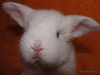 Просмотреть изображение  продам кроликов породы баран фландр и новозеландцы белые и рыжие 32691133 в Воткинске