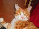 Свежее фотографию Потерянные Потерялся рыжий кот 33765450 в Нижнем Тагиле