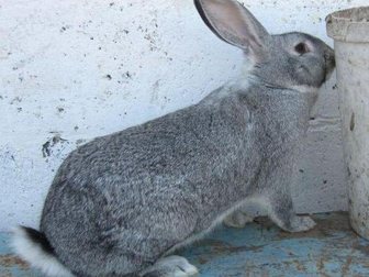 Уникальное foto Другие животные Кролики и крольчата 33169185 в Новокузнецке