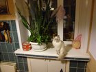 Свежее фотографию Вязка Кошка породы БАЛИНЕЗ ищет кота БАЛИНЕЗА для вязки 32327282 в Новосибирске