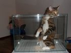 Свежее фото Купить аквариум продам аквариум 32998455 в Новосибирске