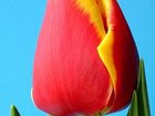 Увидеть foto Растения Тюльпаны оптом Новосибирск 34117926 в Новосибирске