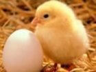 Увидеть фотографию  Инкубационное яйцо бройлера, Бройлер, утята, гусята, индюшата, перепела, 34158961 в Новосибирске