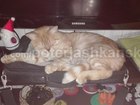 Смотреть foto Потерянные Потерялся рыжий кот 39147792 в Новосибирске