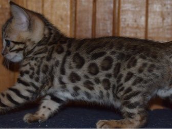 Скачать изображение  Чистокровные бенгальские котята 32489281 в Обнинске