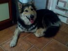 Скачать бесплатно foto  собаки в дар 33574837 в Одинцово