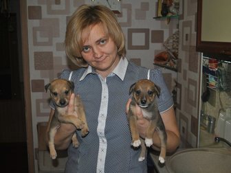 Просмотреть фото  собаки в дар 33574837 в Одинцово
