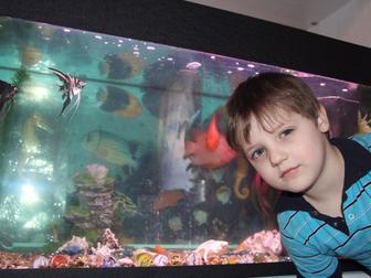 Скачать foto Купить аквариум Продаю аквариум с оборудованием и рыбами 39534919 в Одинцово