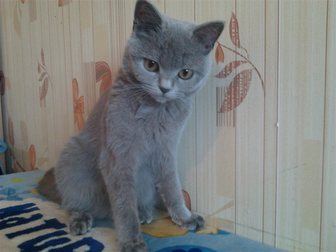 Скачать бесплатно фото Другие животные подрощенный котенок британской породы 33904534 в Омске