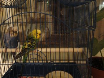 Просмотреть изображение Птички Продам СРОЧНО попугаев с клеткой 33586308 в Орле