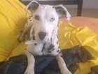 Уникальное фото Находки Найдена собака! Долматинец! 32848614 в Пензе