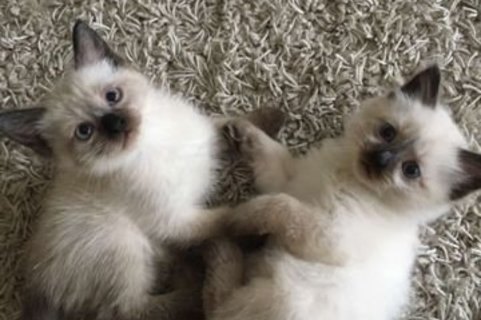 Сиамские Котята Фото Цена Сиамские Котята Фото Цена