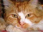   foto    32374661  