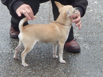 Уникальное изображение Вязка собак Вязка кобель чихуахуа 38695203 в Подольске