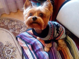 Скачать изображение Вязка собак Вязка йоркширского терьера(кабель) 38956003 в Подольске