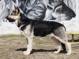 Скачать фото Вязка собак Кобель ВЕО для вязки 39006933 в Подольске