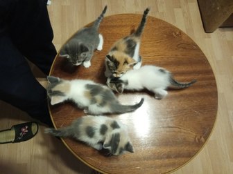 Новое foto Отдам даром - приму в дар Котята (3 трехцветные кошечки и 2 кота) 51742833 в Подольске