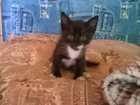 Скачать изображение  Отдам котят, 33286570 в Прокопьевске