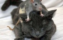 Без крыс мышей клопов тараканов нано технология гарантия