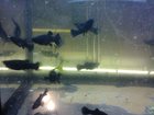 Увидеть фото Аквариумные рыбки моллинезия черная мальки продам 33306290 в Реутове