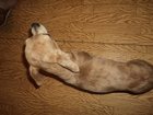 Уникальное изображение Вязка собак Кобель для вязки чихуахуа, 33246239 в Рязани