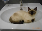 Свежее фотографию Вязка Ищем кота для кошки тайки 35099407 в Рязани