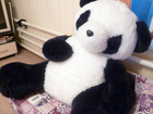   foto     35785992  --