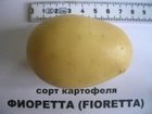 Просмотреть foto  семенной и продовольственный картофель из Беларуссии 66594297 в Ростове-на-Дону