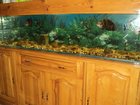 Уникальное фото  продаю аквариум 32529435 в Рубцовске