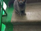 Новое foto Отдам даром - приму в дар Миленький котенок ищет хозяев 68486287 в Рубцовске