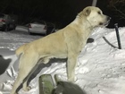 Смотреть фотографию Найденные питомцы нашли собаку порода-алабай,ищем хозяина 73302261 в Рубцовске
