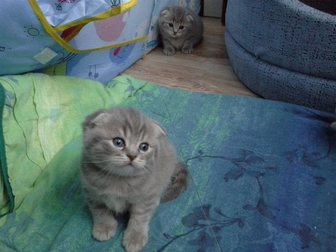 Новое фото Кошки и котята Шотландские котята 32301512 в Саранске