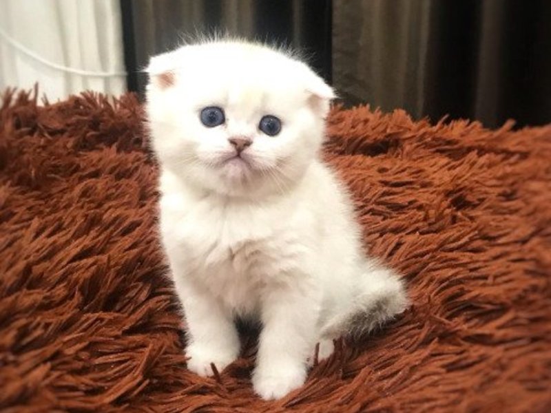 Авито Саранск Котята Шотландские Вислоухие Фото