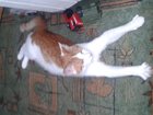 Увидеть фото Потерянные потерялся бело-рыжий кот по клички Перец 33373018 в Саратове