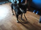 Смотреть фотографию Продажа собак, щенков Отдам в добрые руки щенка, 34863504 в Саратове