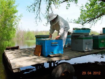 Новое фотографию  пчелосемьи 32497159 в Саратове