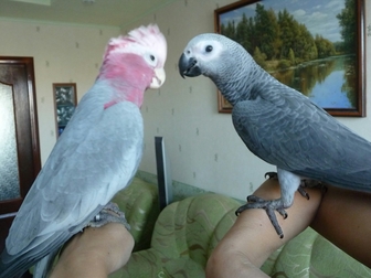 Просмотреть изображение  Продам крупных и средних попугаев различных видов от птенца до взрослой птицы, 37157253 в Саратове