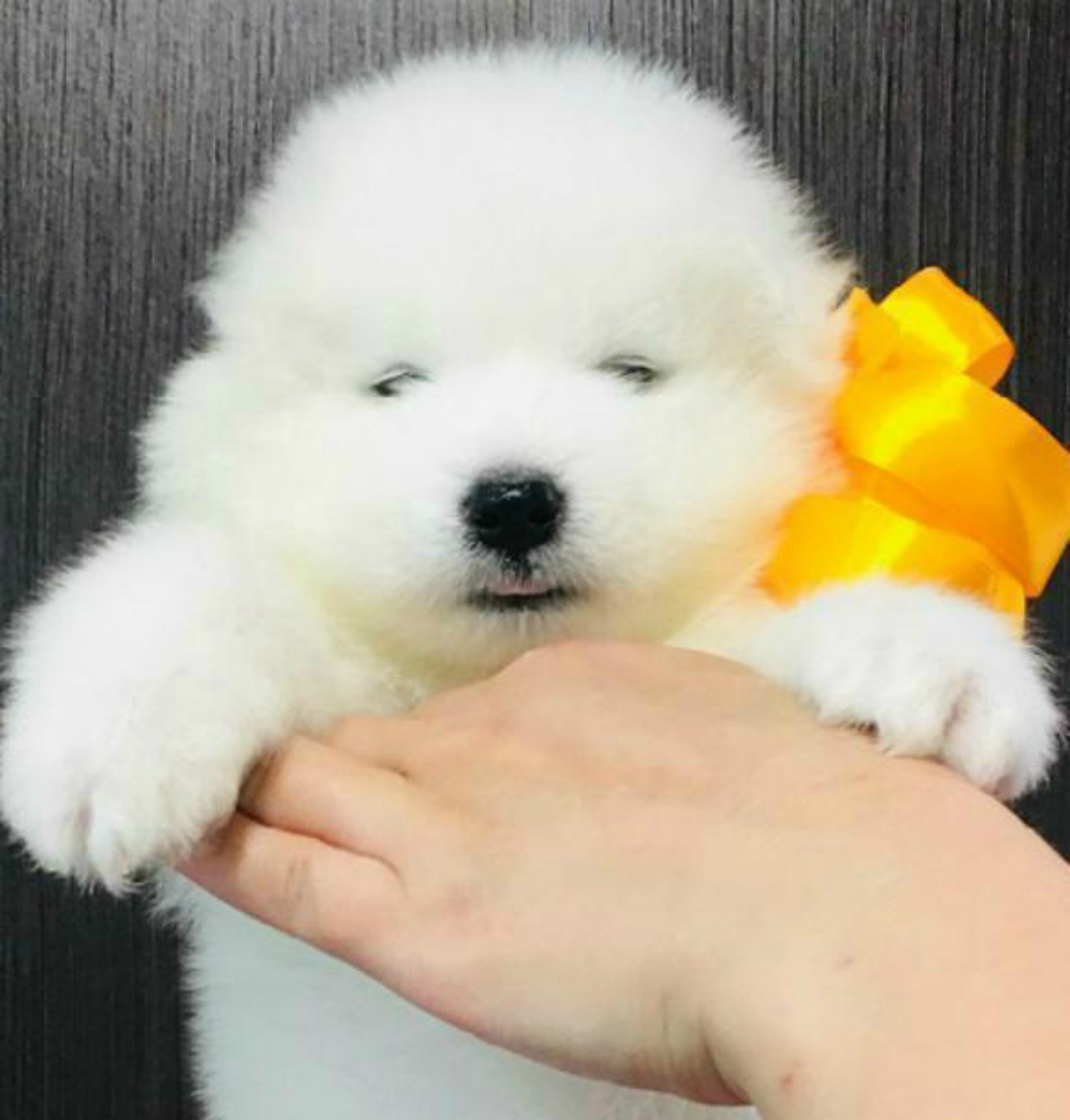 Собака белая пушистая маленькая похожая на медвежонка
