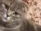 Просмотреть foto Вязка кошек вязка кошки шотландская вислоухая светлый мрамор, 81193310 в Сергиев Посаде