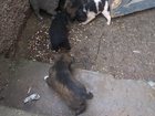 Свежее изображение Продажа собак, щенков отдаются щенки в хорошие надежные руки 32535718 в Симферополь