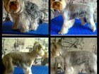 Уникальное изображение Услуги ветеринаров Аккуратная и бережная стрижка собак в Смоленске 40035412 в Смоленске