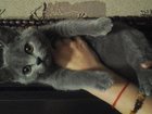 Скачать бесплатно фото Отдам даром - приму в дар Ищем старых, или новых хозяев, Британский котенок 3 месяца, мальчик, 33914083 в Ставрополе