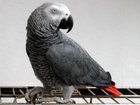 Увидеть фотографию Птички Попугай Жако 34639392 в Ставрополе