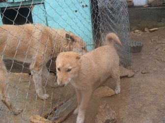 Новое фото Собаки и щенки продам щенка 32598082 в Ставрополе