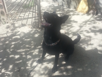 Скачать изображение Вязка собак немец черного цвета ищет подружку 38581315 в Ставрополе