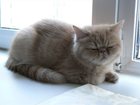 Смотреть изображение Вязка Экзотическая кошка ищет партнера, Беспл, cургут 33051074 в Сургуте