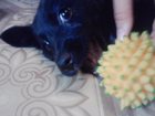 Уникальное изображение Отдам даром Отдам щенка в добрые руки 33740912 в Таганроге