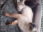 Метисы сиамской кошки