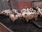  foto    34103466  