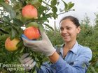 Уникальное foto  рабочие на сбор яблок с проживанием 67790912 в Тамбове